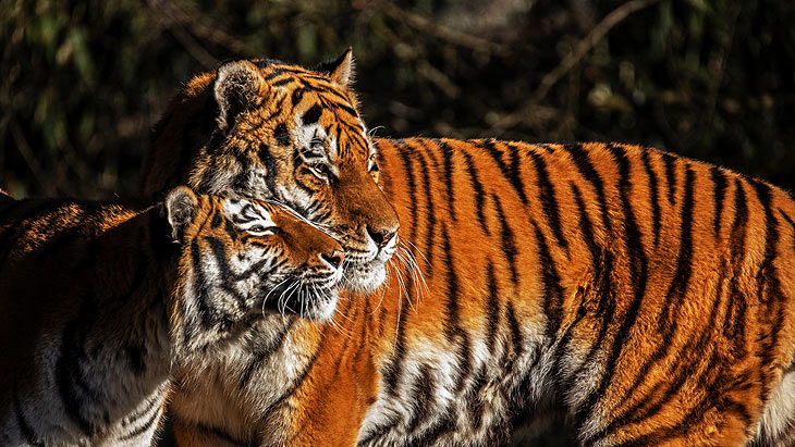 Tiger ©Foto: Maria Fencik